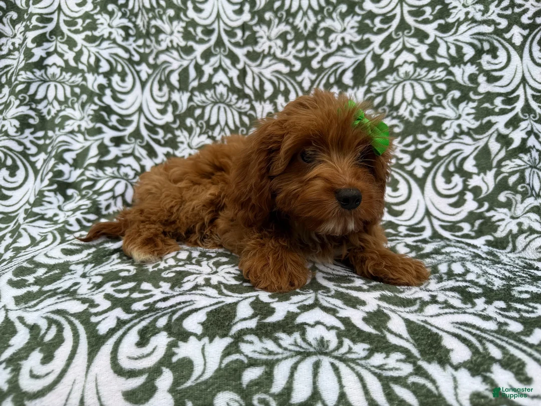 Cavapoo dogs for sale: Dolly - Ad 8