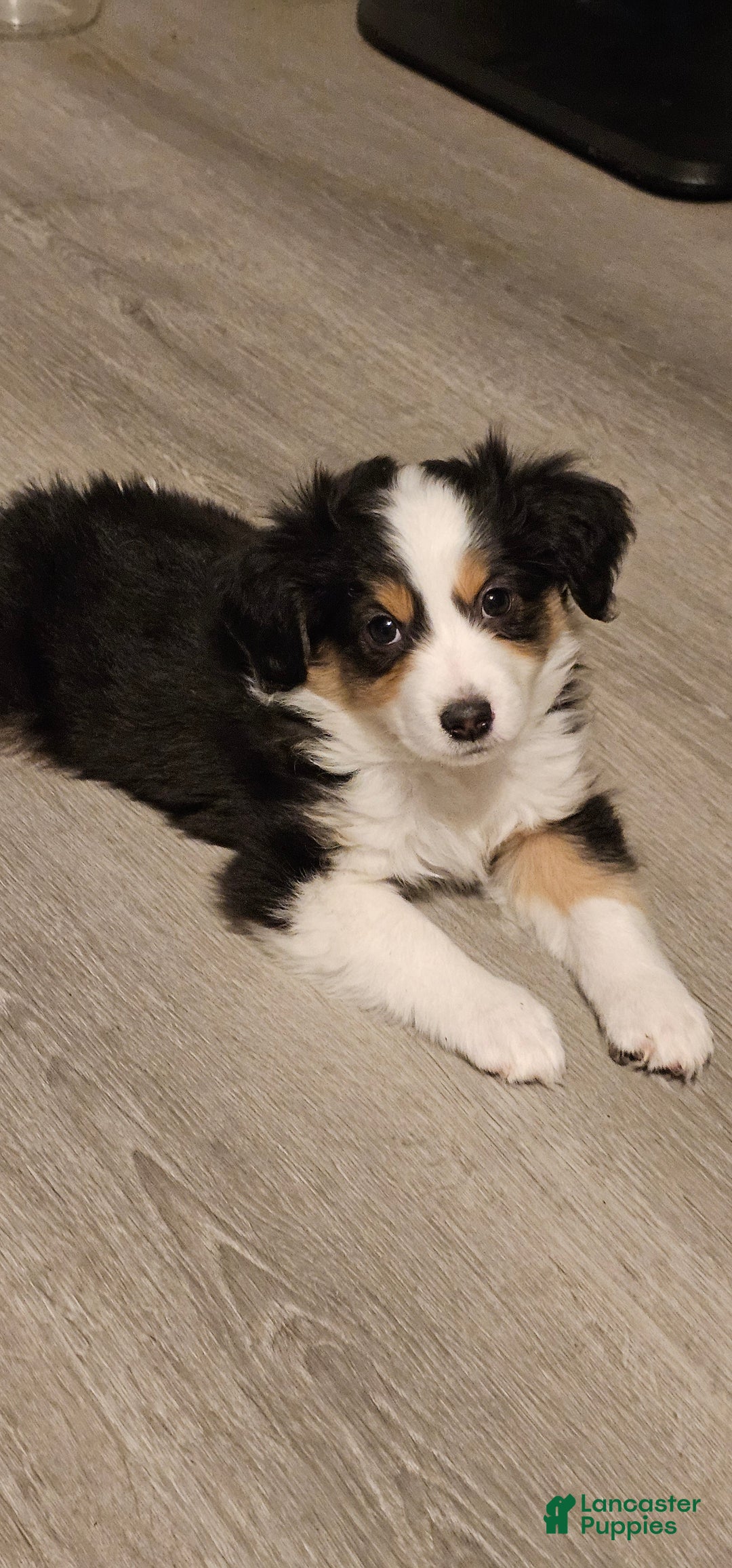 Mini Aussiedoodle dogs for sale: Mini Aussiedoodle Puppy 1 - Ad 3