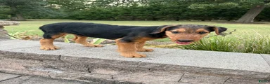 AKC Zander Special Needs 