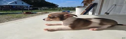 Chihuahua dogs for sale: Princess  - Ad 8