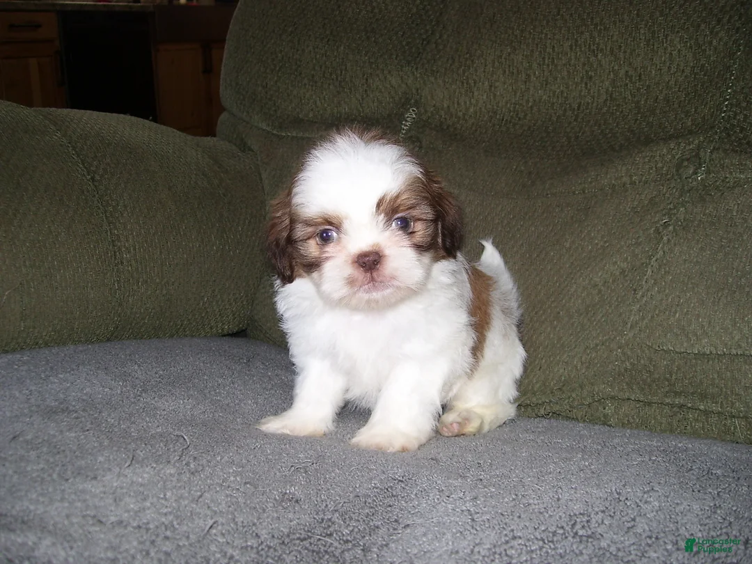 Shih Tzu dogs for sale: OAKLEY - Ad 6