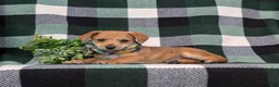 Jackapoo dogs for sale: Scout - Ad 4