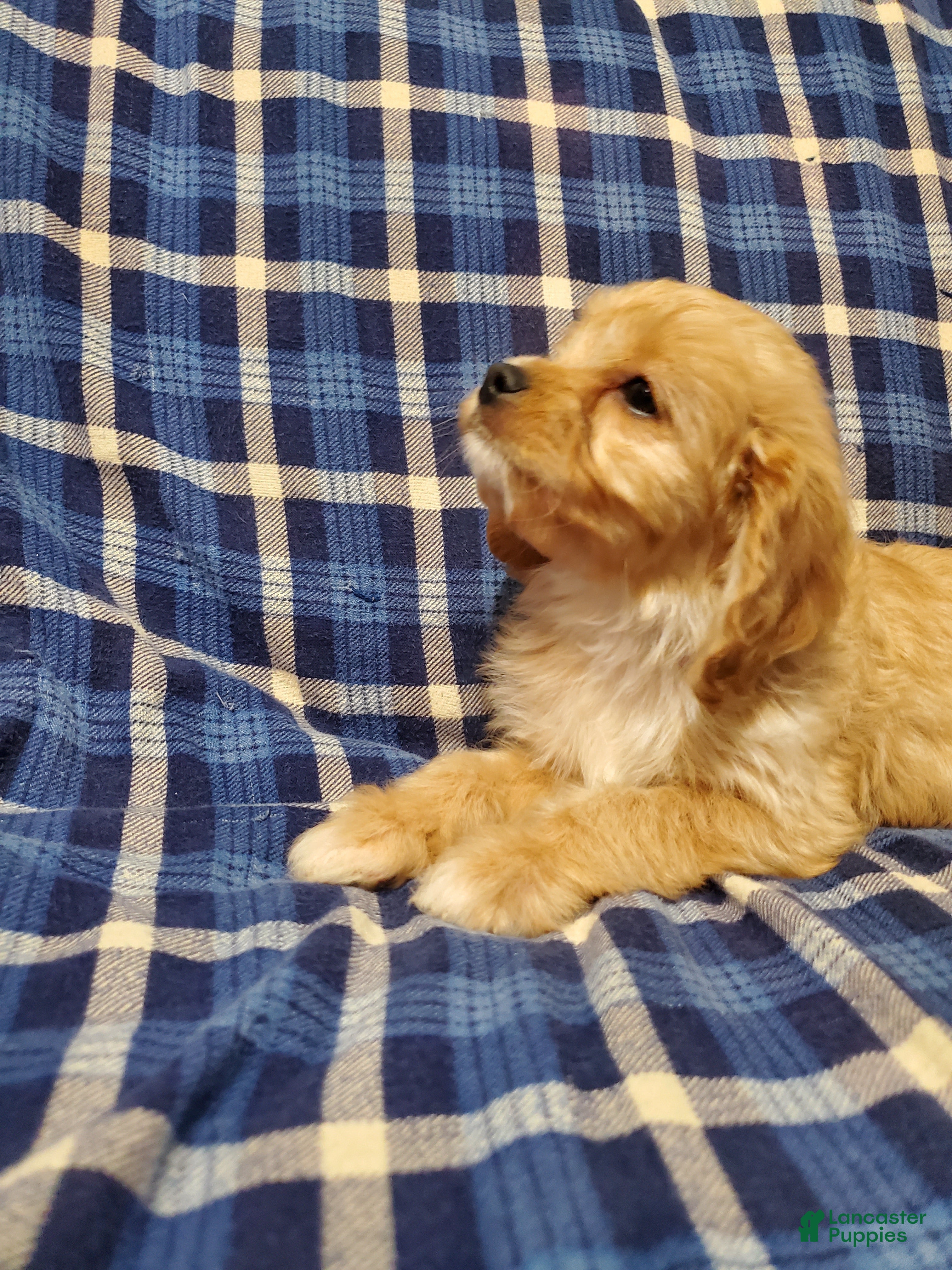 Cavachon dogs Taffy - Ad 16