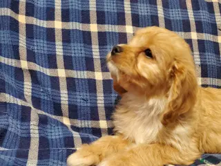 Cavachon dogs Taffy - Ad 16