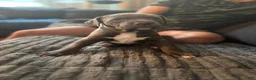 Mixed Breed dogs for sale: Blue - Ad 3