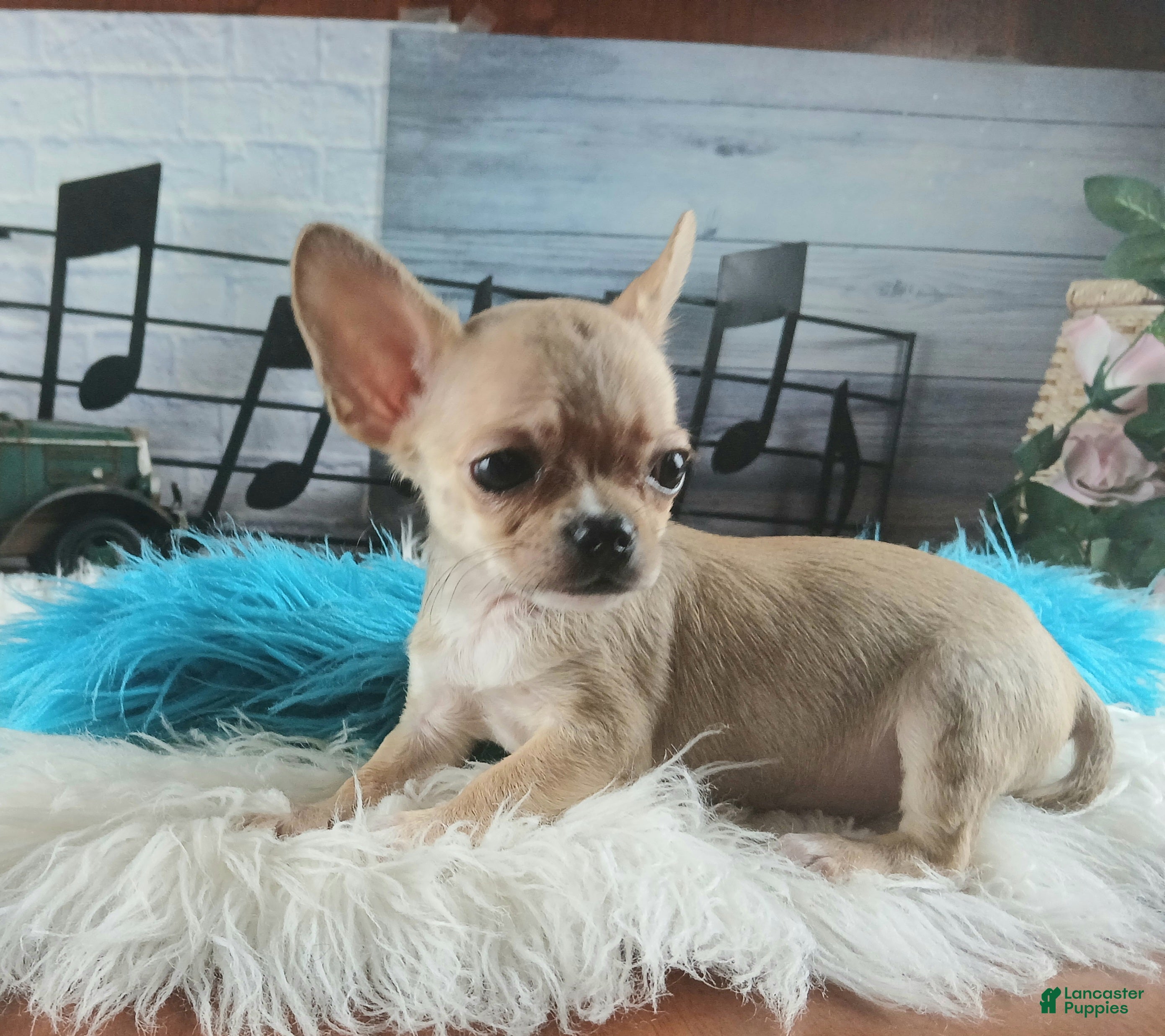 Chihuahua dogs Nationwide delivery. Teacup fawn boy - Ad 17
