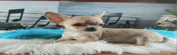 Chihuahua dogs for sale: Nationwide delivery. Teacup fawn boy - Ad 1