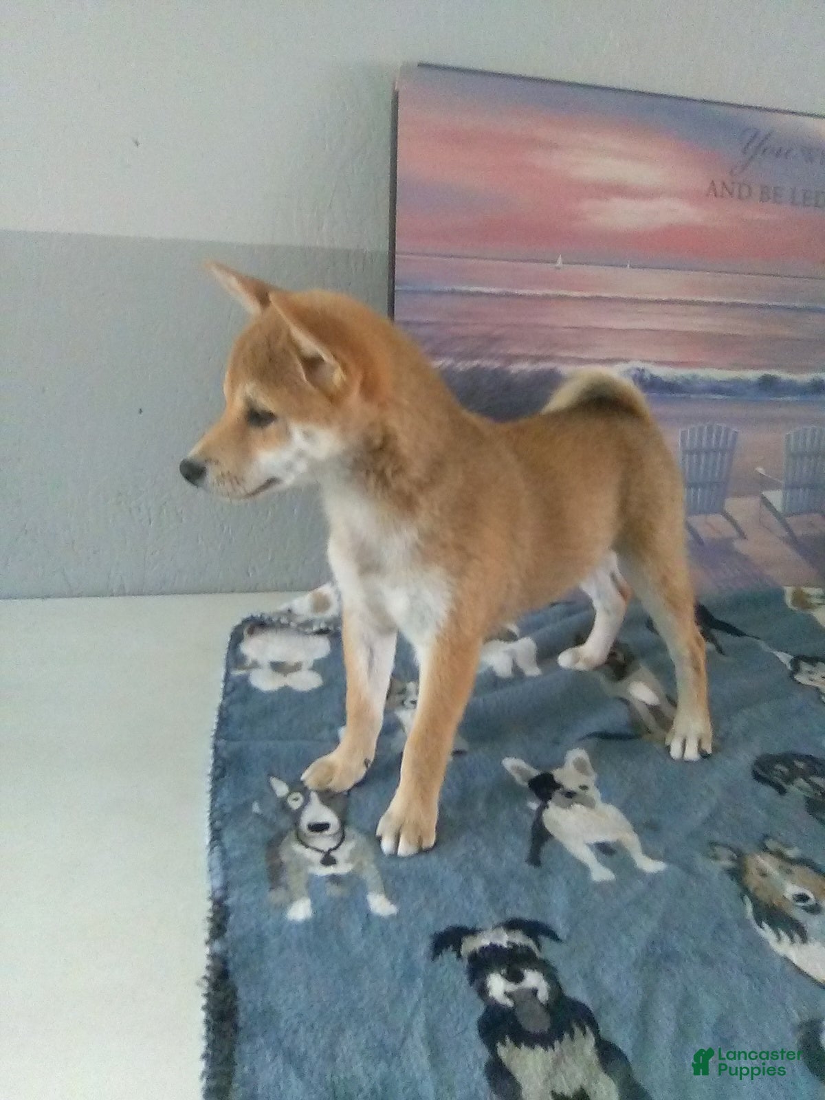 Shiba Inu dogs Charlotte - Ad 1