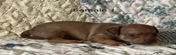 Chiweenie dogs for sale: Chiweenie 6 - Ad 16