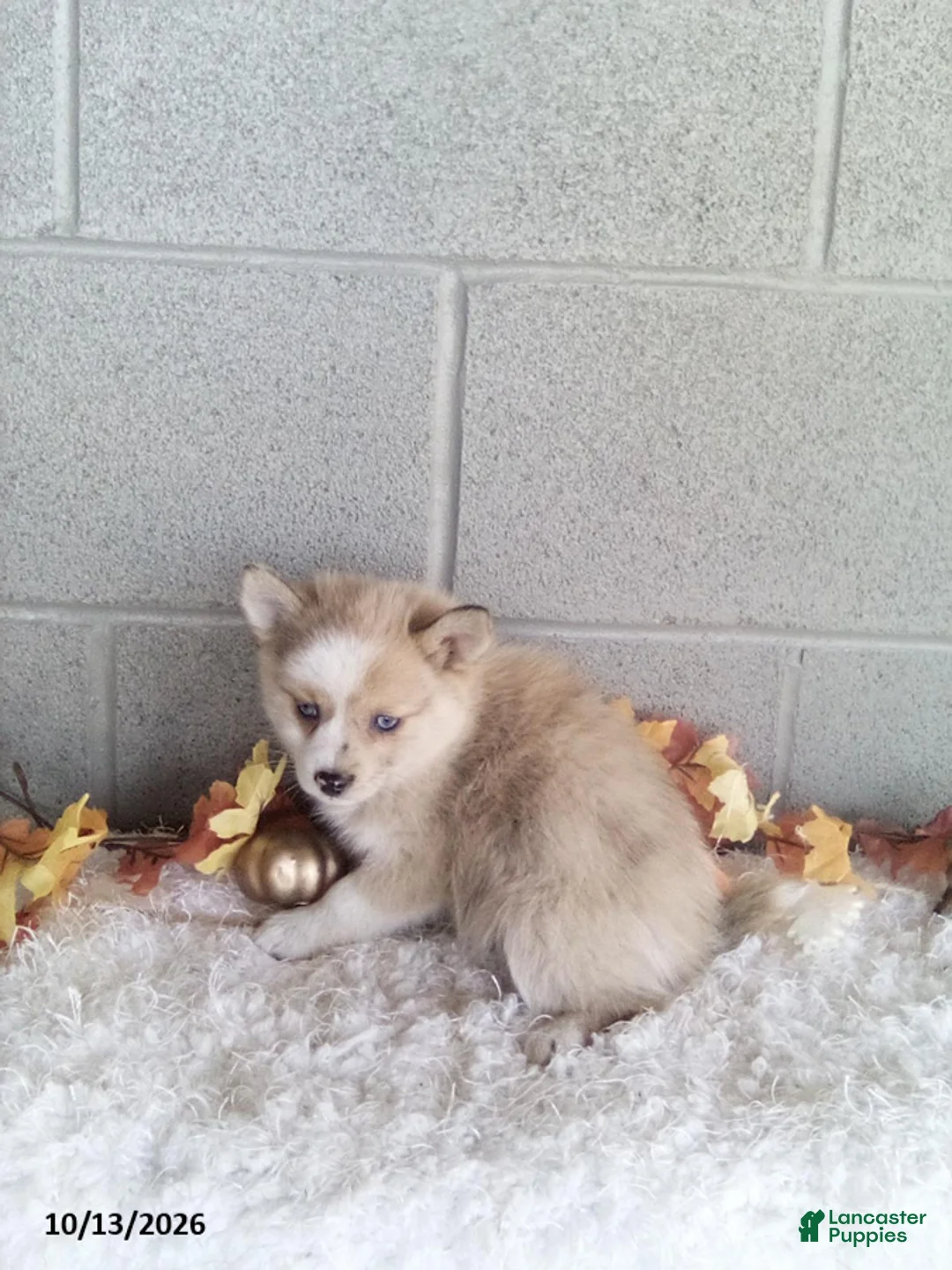 Pomsky dogs for sale: Luna - Ad 3