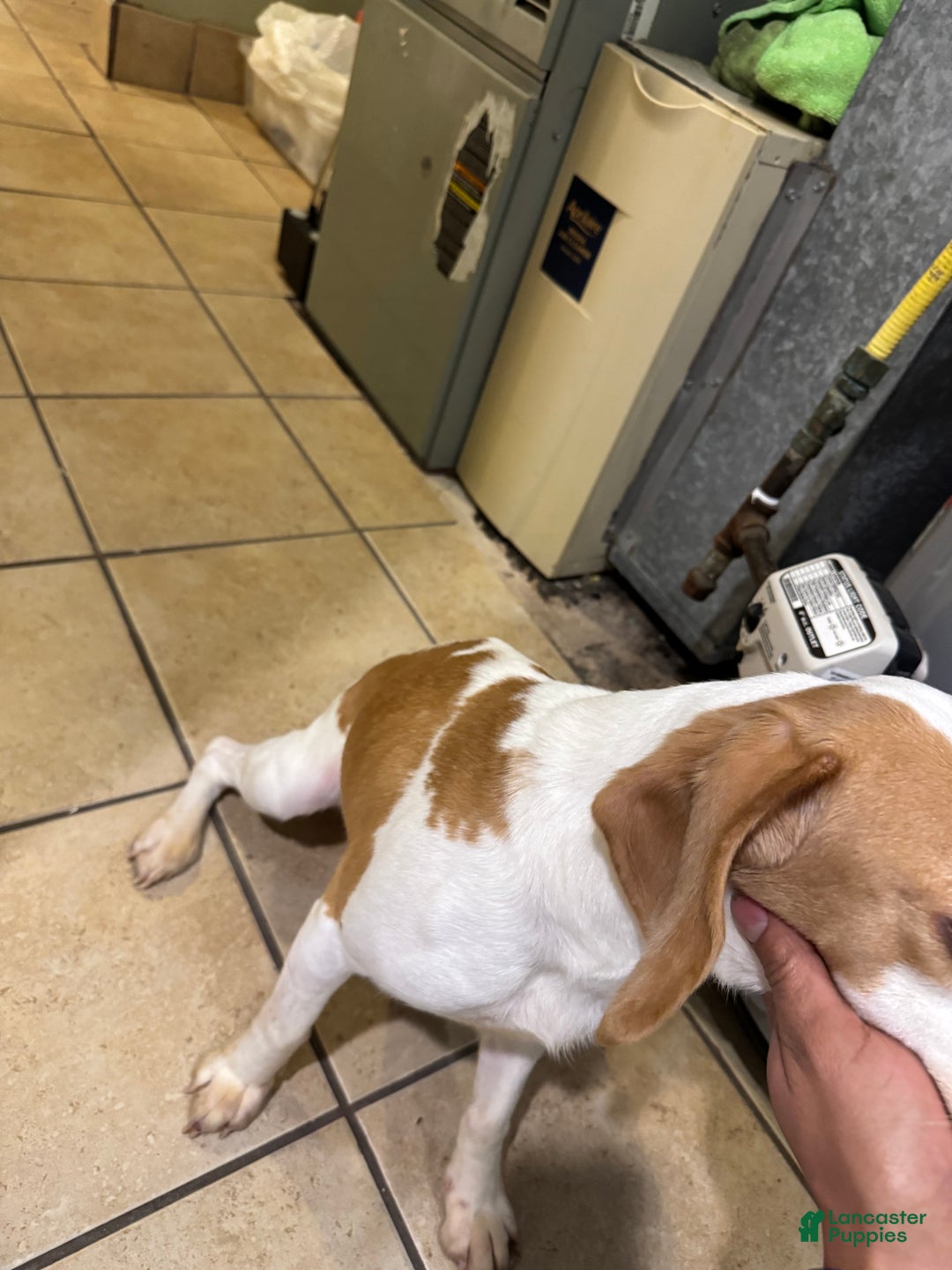 Beagle dogs for sale: Beagle Puppy 1 - Ad 8