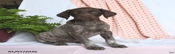 German Shorthaired Pointer dogs for sale: Angel - Ad 3