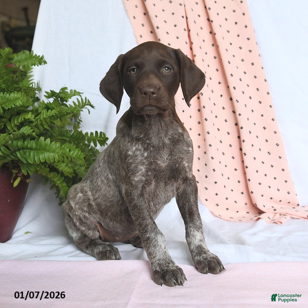 German Shorthaired Pointer dogs for sale: Angel - Ad 3