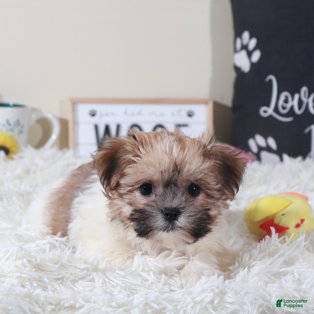 Havanese dogs Havanese Puppy Carman - Ad 3