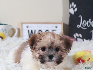Havanese dogs Havanese Puppy Carman - Ad 7