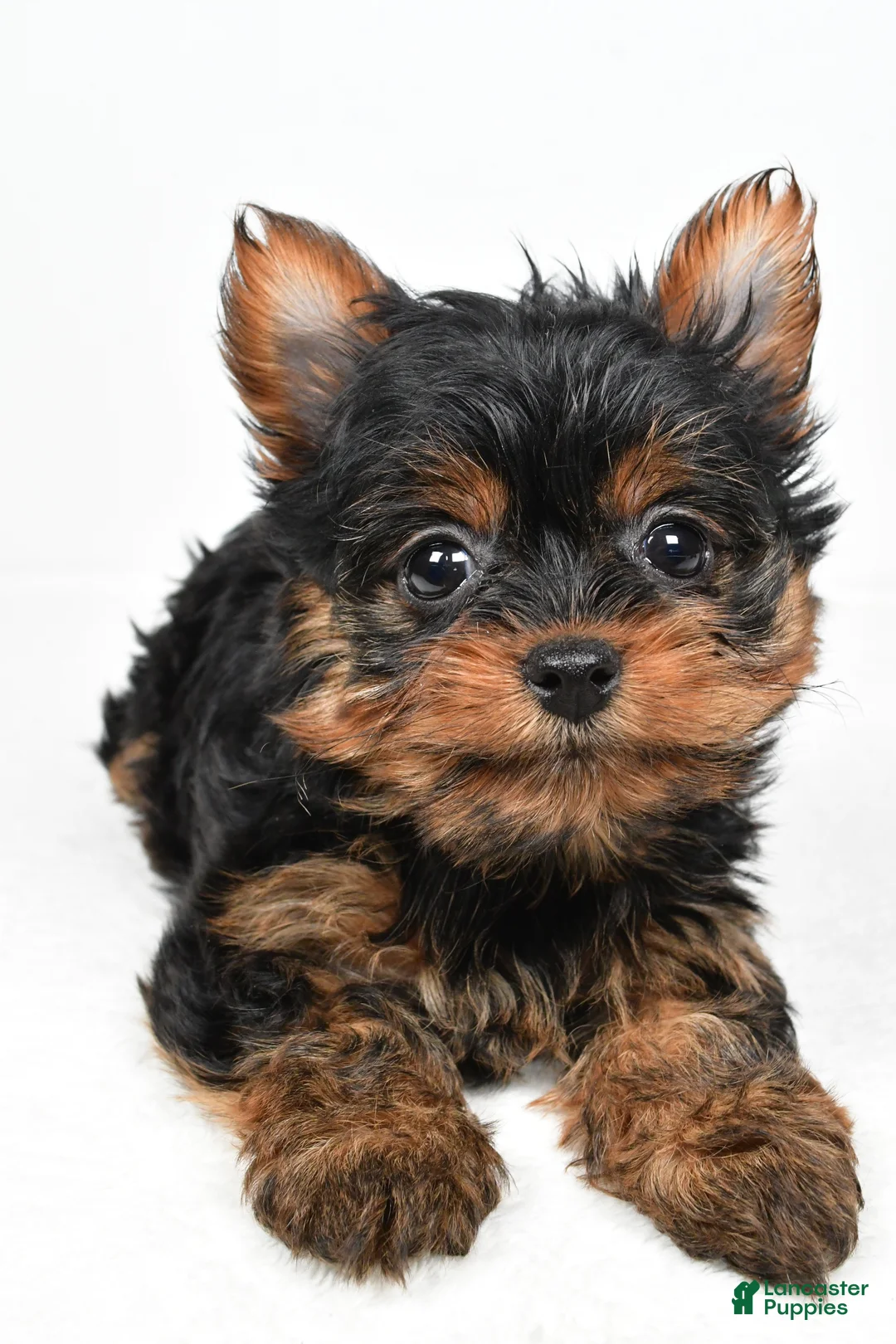 Yorkshire Terrier dogs for sale: Heidi - Ad 4