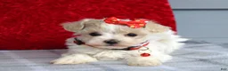 Maltipoo dogs for sale: Cora - Ad 4