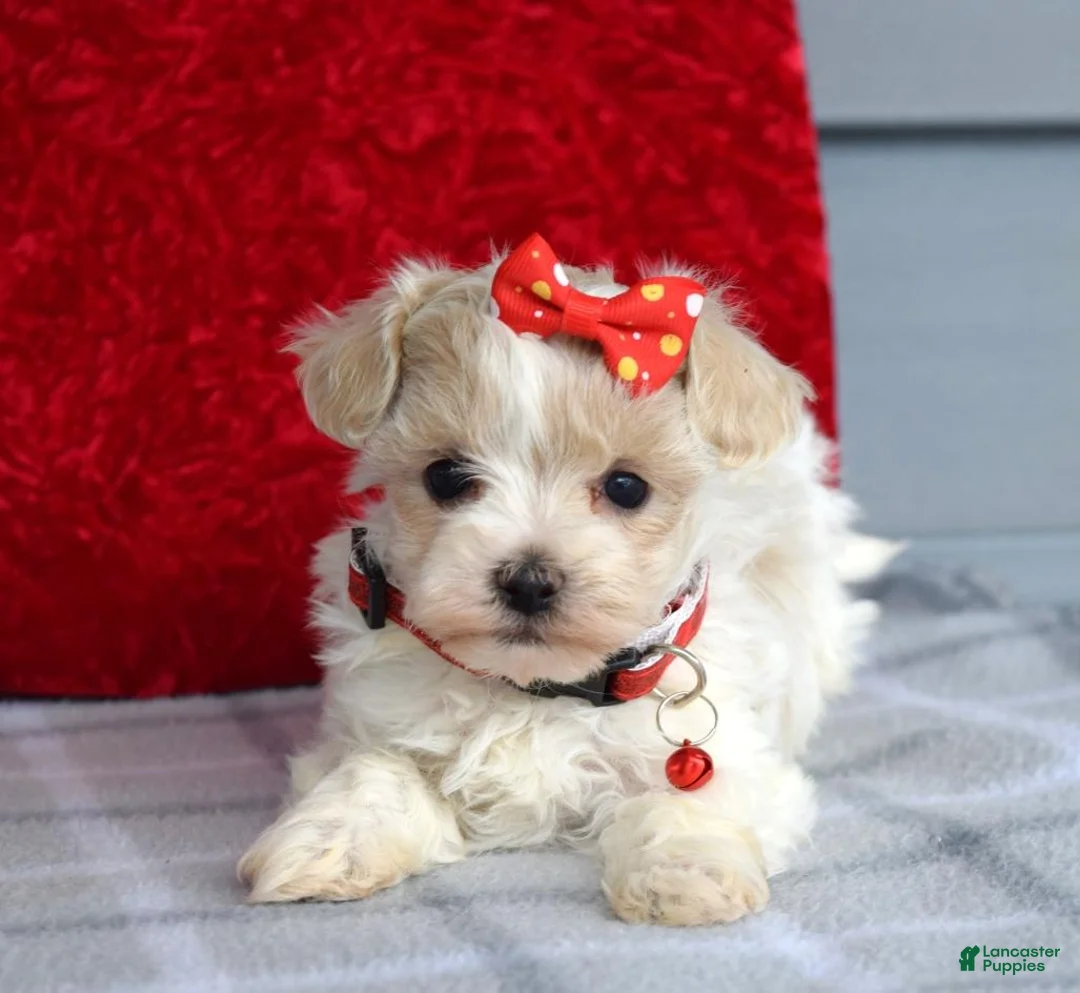 Maltipoo dogs for sale: Cora - Ad 4