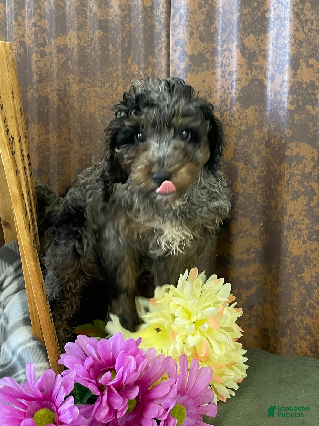 Mini Goldendoodle dogs for sale: Gunner - Ad 2