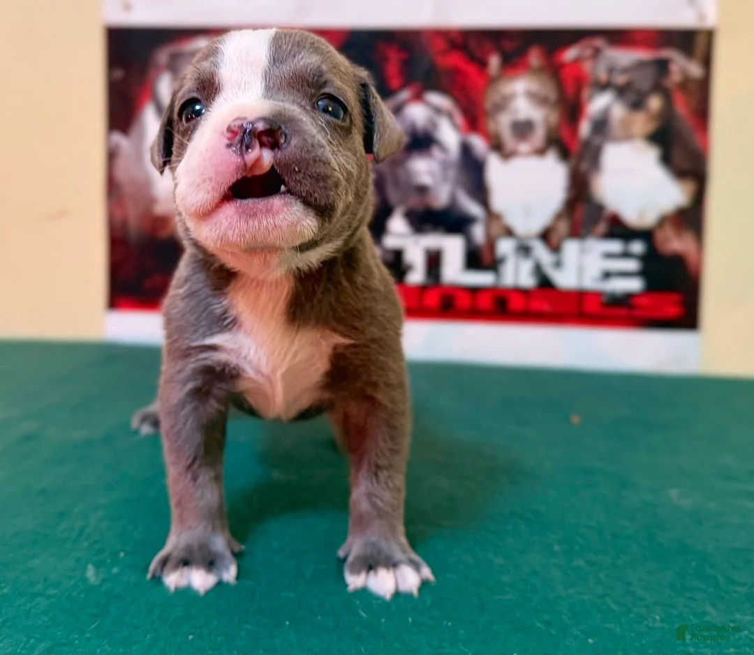 American Bully dogs for sale: American Bully Puppy 1 - Ad 18