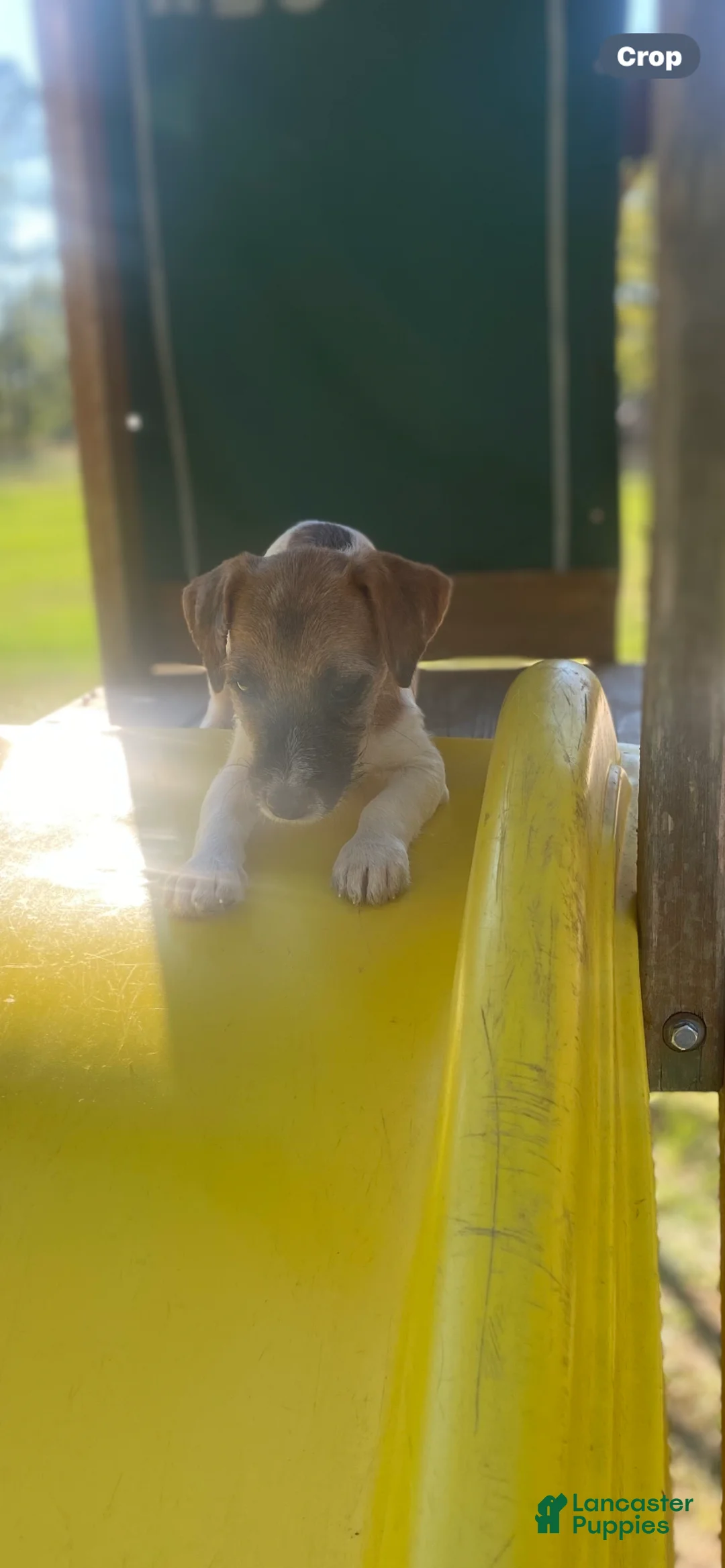 Jack Russell Terrier dogs for sale: Jack Russell Terrier Perry - Ad 2