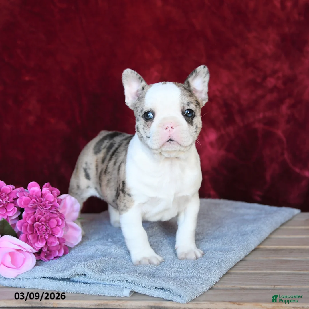 Frenchton dogs for sale: Hope - Ad 1