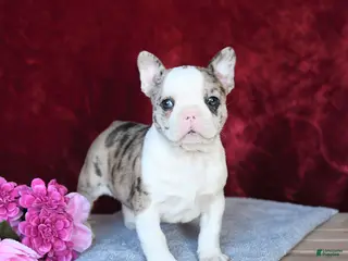 Frenchton dogs for sale: Hope - Ad 4