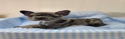 French Bulldog dogs for sale: Marry - Ad 2