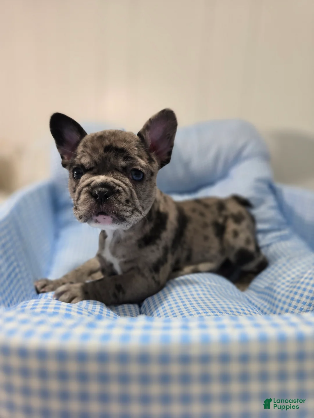 French Bulldog dogs for sale: Marry - Ad 2