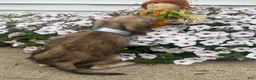 Mixed Breed dogs for sale: Minny - Ad 6