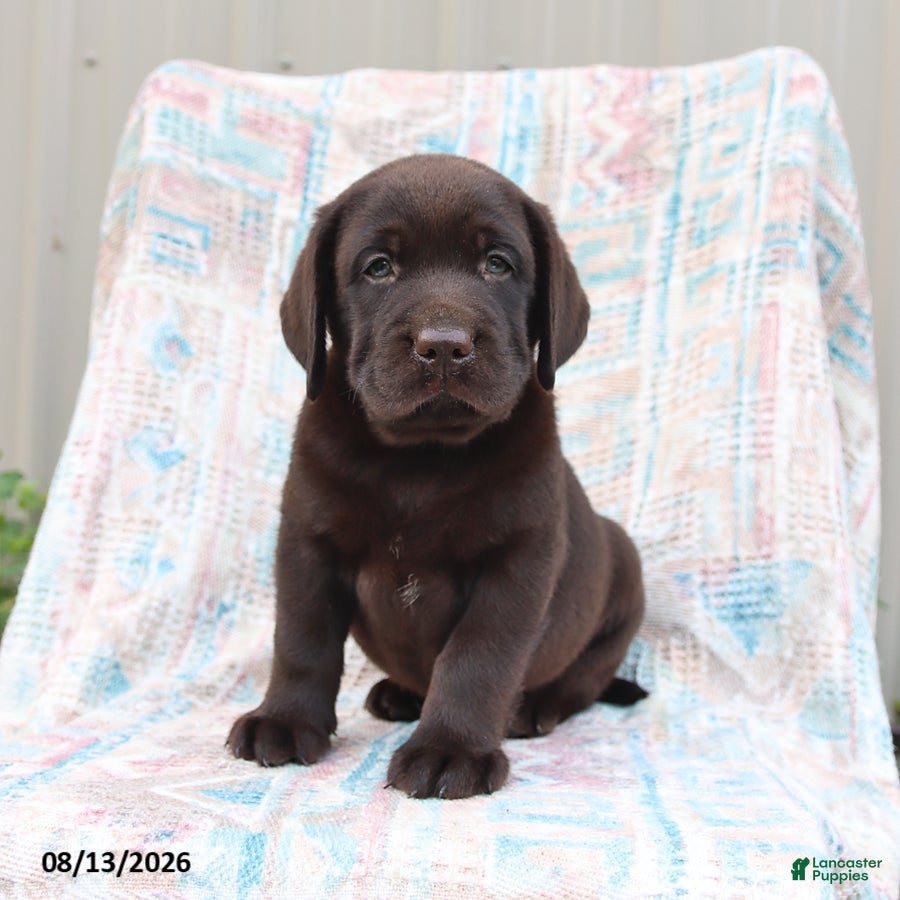 Labrador Retriever dogs Buster - Ad 1