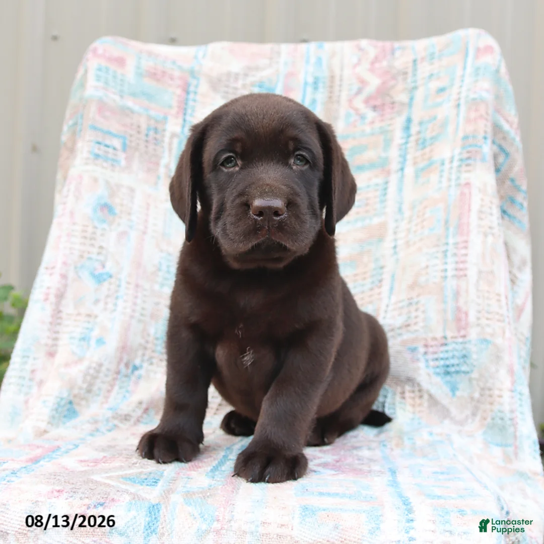 Labrador Retriever dogs for sale: Buster - Ad 1