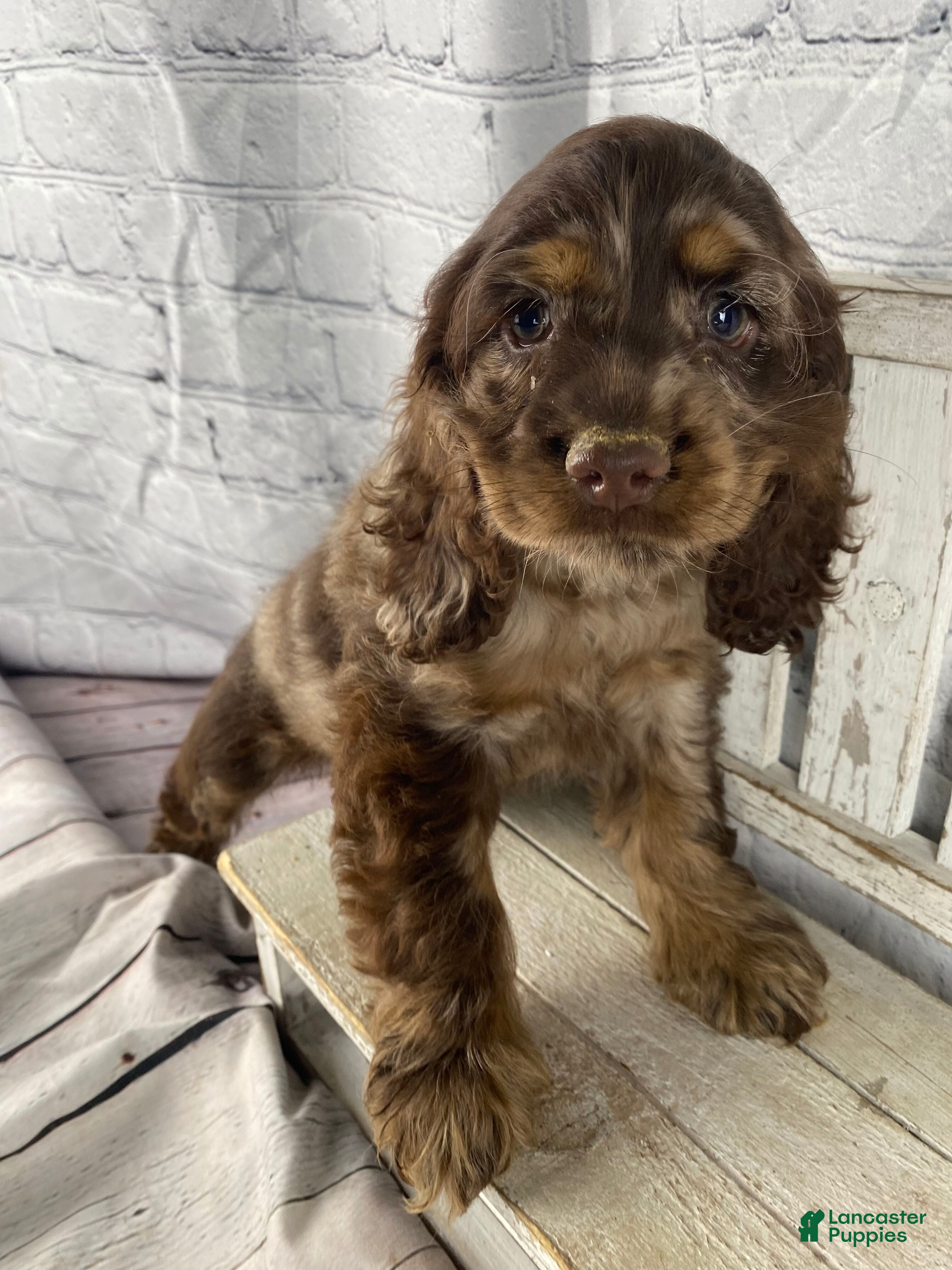 Cocker Spaniel dogs Pebbles - Ad 1