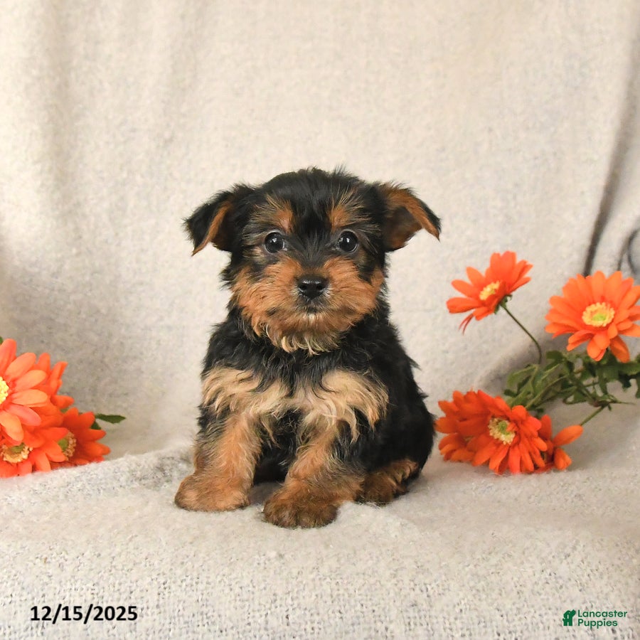 Yorkshire Terrier dogs Chip - Ad 35