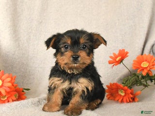 Yorkshire Terrier dogs Chip - Ad 10