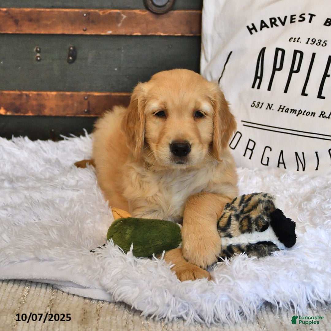 Labrador Retriever Dog Golden Retriever Male And Female Golden