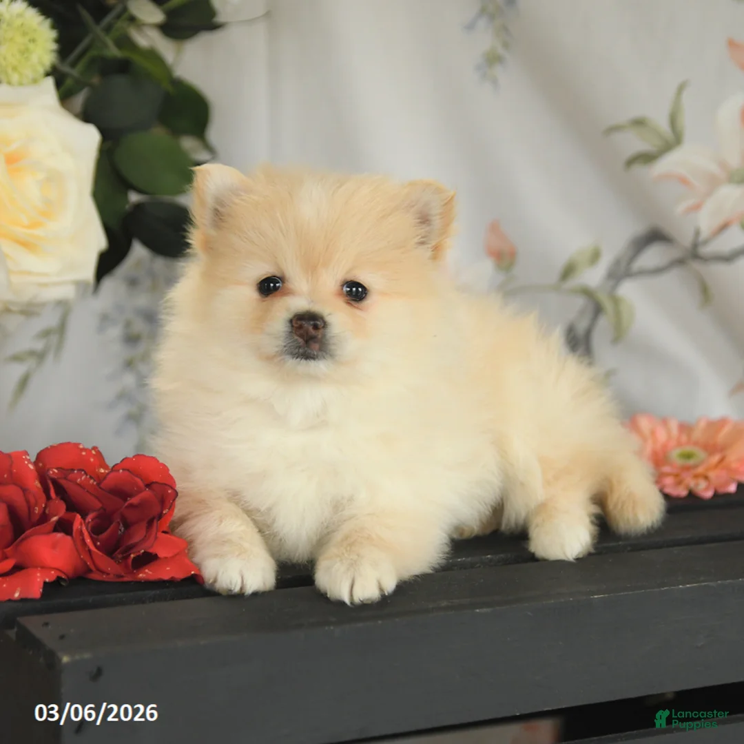 Pomeranian dogs for sale: Beth - Ad 3