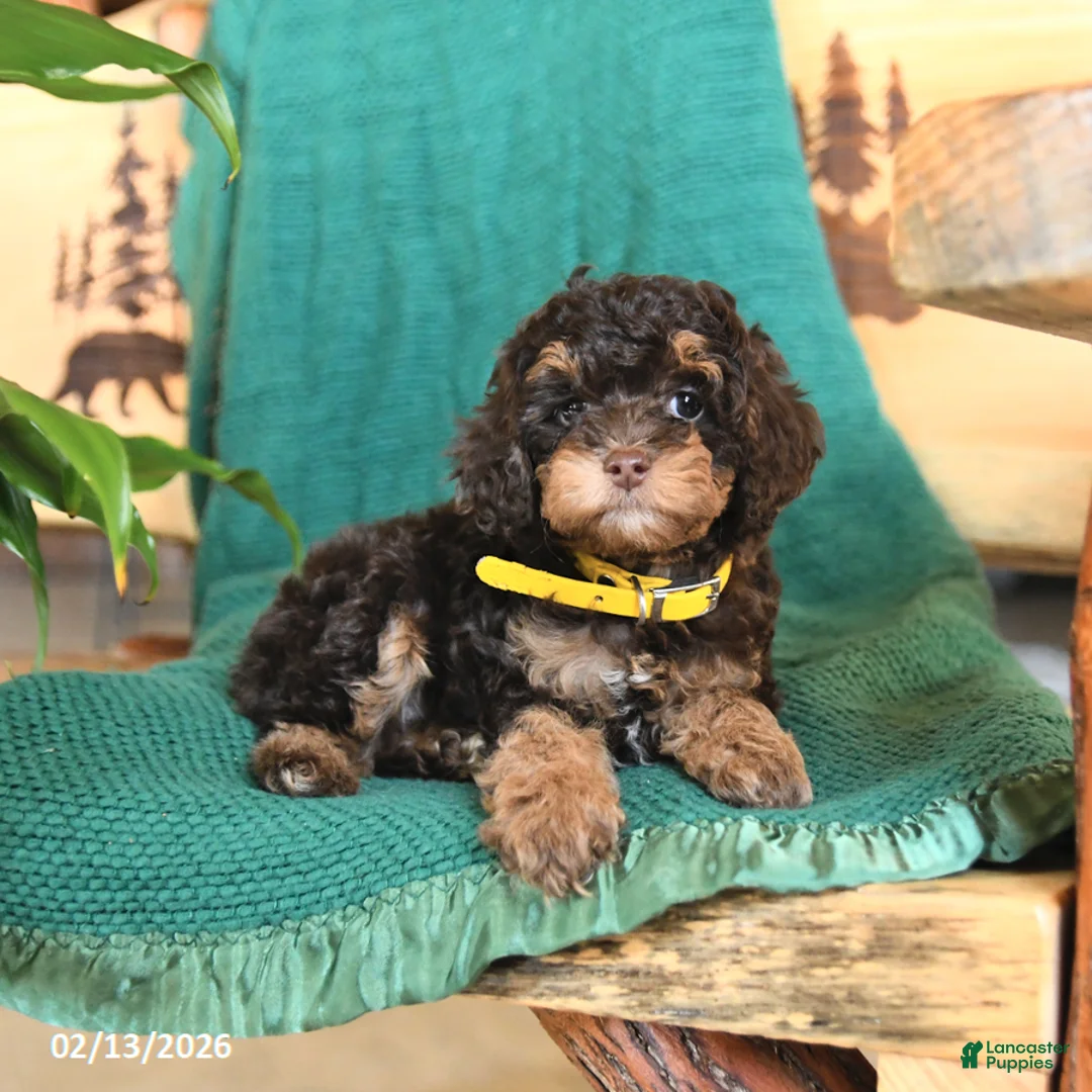 Cockapoo dogs for sale: Meadow - Ad 2