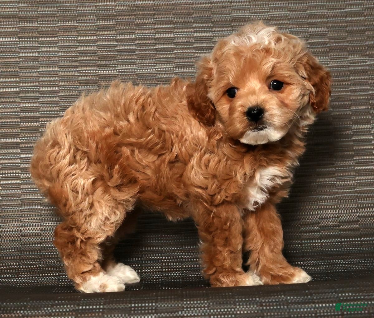 Cockapoo dogs Noel - Ad 7