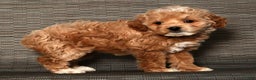 Cockapoo dogs for sale: Noel - Ad 1