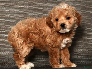 Cockapoo dogs Noel - Ad 30