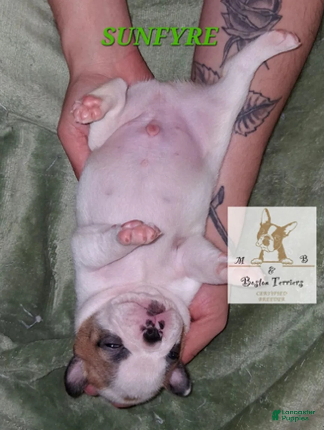 Boston Terrier dogs for sale: Sunfyre - Ad 6