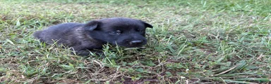 Belgian Malinois 4