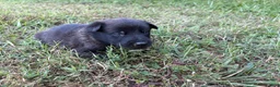 Belgian Malinois dogs for sale: Belgian Malinois 4 - Ad 1