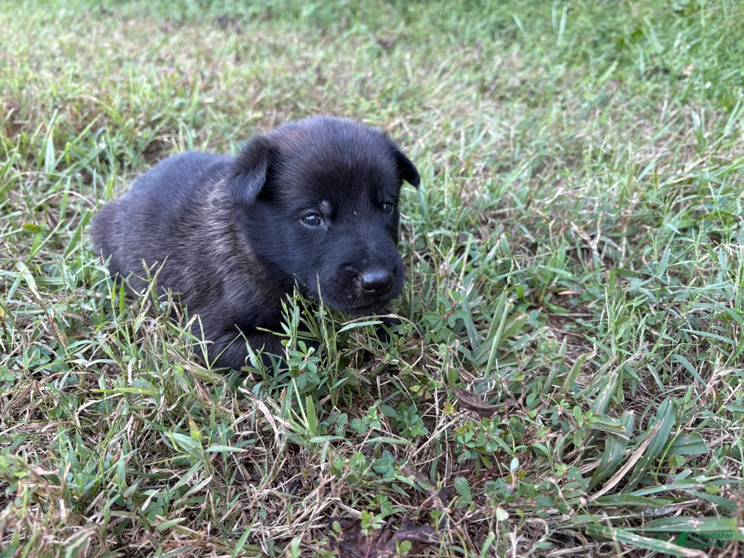 Belgian Malinois dogs for sale: Belgian Malinois 4 - Ad 1