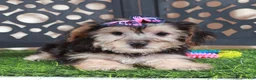 Yochon dogs for sale: Autumn Precious Female Yochon Puppy - Ad 4