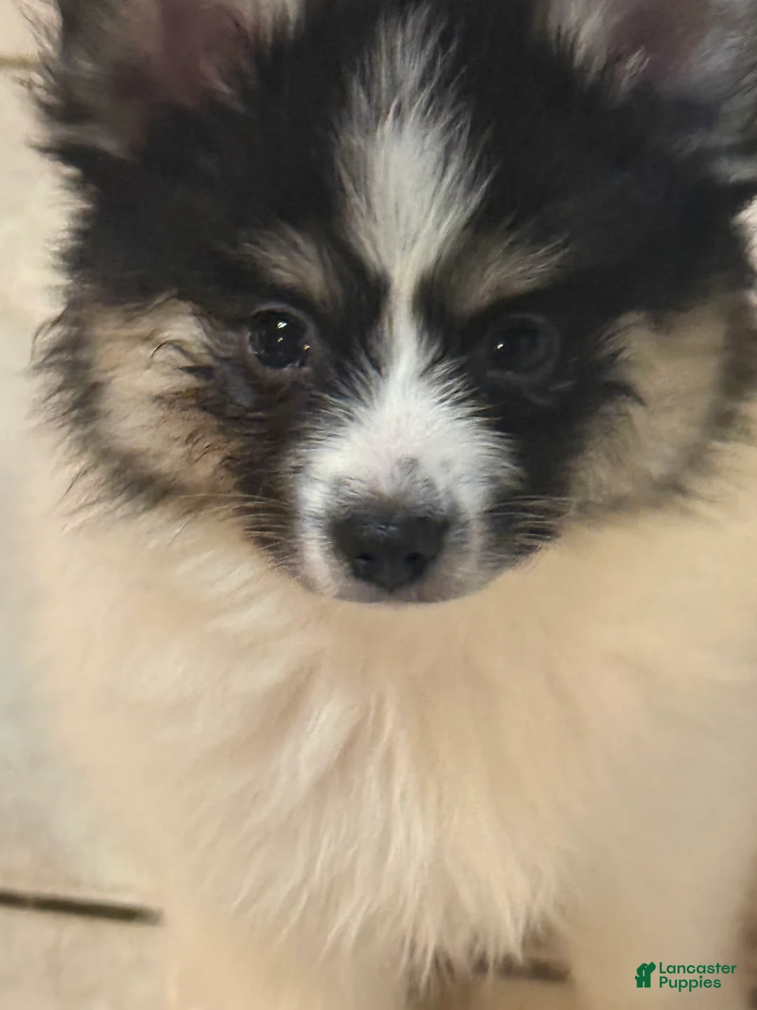 Mixed Breed dogs for sale: Mixed Breed Puppy 2 - Ad 10