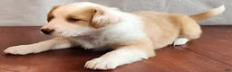English Shepherd dogs for sale: Jojo - Ad 1