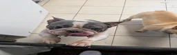 French Bulldog dogs for sale: French Bulldog 1 - Ad 3