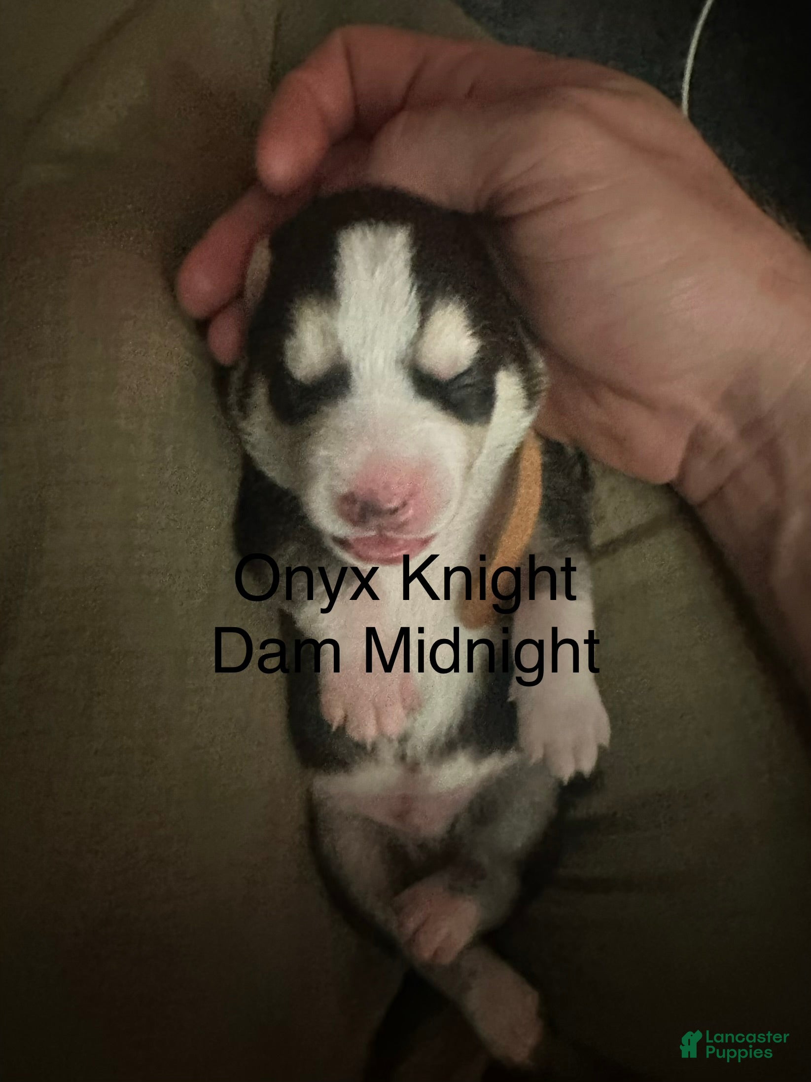 Siberian Husky dogs Onyx Knight - Ad 1